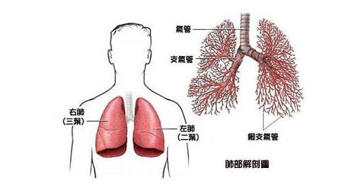 肺腺癌化疗后放疗好吗