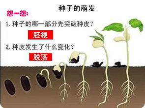 绿色小树苗生长植物发芽敬畏生命动态PPT模板PPT下载