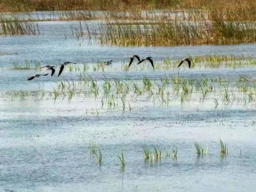 从雪山到森林中国科学家如何守护生物多样性的天堂？