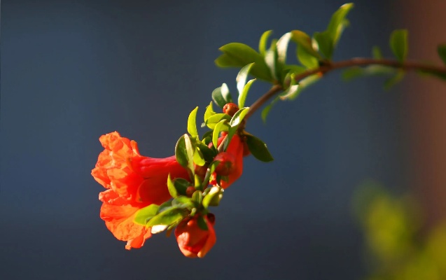 五月榴花照眼明，探寻初夏的绚烂色彩