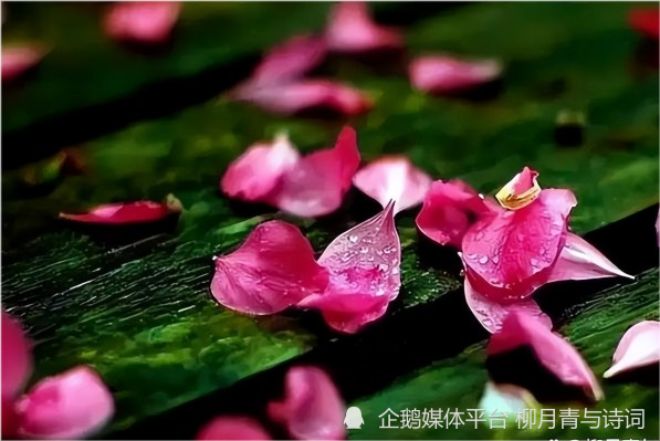 花开花落花满天，寻觅生命的意义与美好