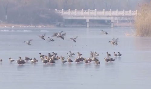 台风天中的静谧鸭群