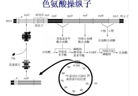 色氨酸操纵子，生命的密码，如何调控细菌的氨基酸工厂