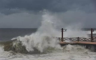 台风过后广东市民海边捡海鲜热潮