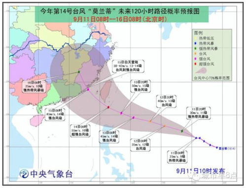 台风肆虐下的悲剧，估价高达260万的海口花梨王倒塌