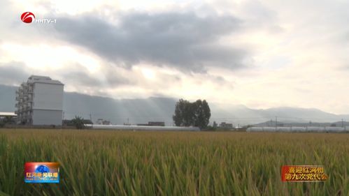 稻花香里话丰年——在金黄的田野上，倾听大地的心跳