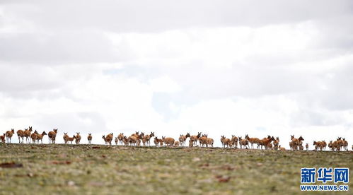 中国空军，从初生牛犊到蓝天铁骑的跨越