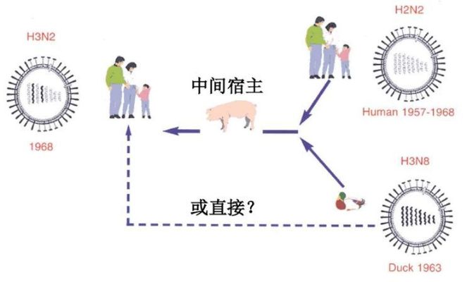 中间宿主，传染病链中的关键环节