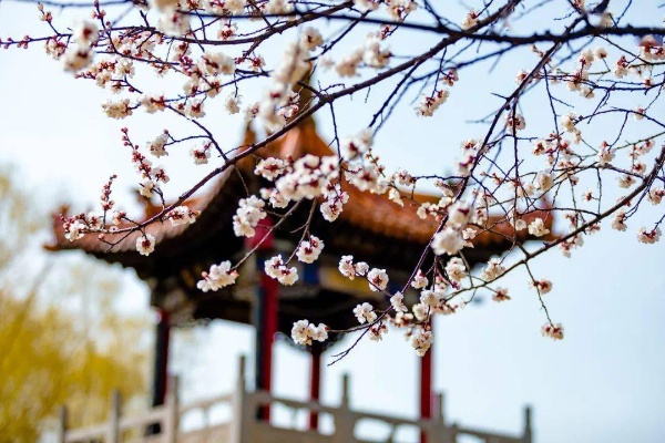 春色如画·杏花微雨——浅谈春日里的花语与情怀