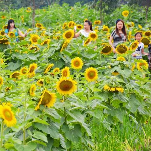 花颜诱人醉，春日赏花指南与花卉之美