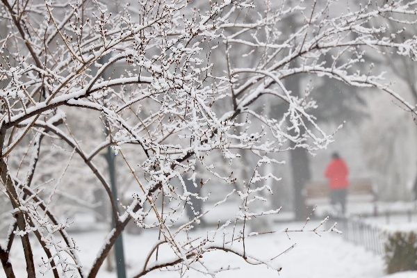 北京多地飘雪——一场冬日雪舞的美丽瞬间