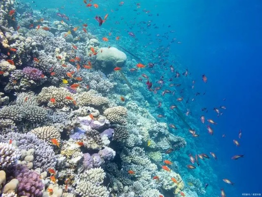 探索海洋资源最丰富的大洋——太平洋