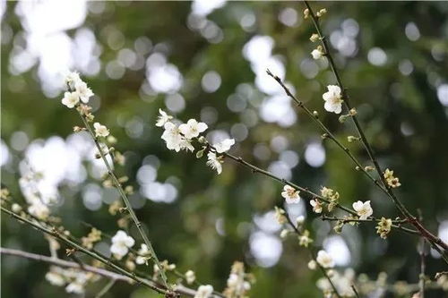 朵朵花开淡墨痕，品味生活中的诗意与禅意